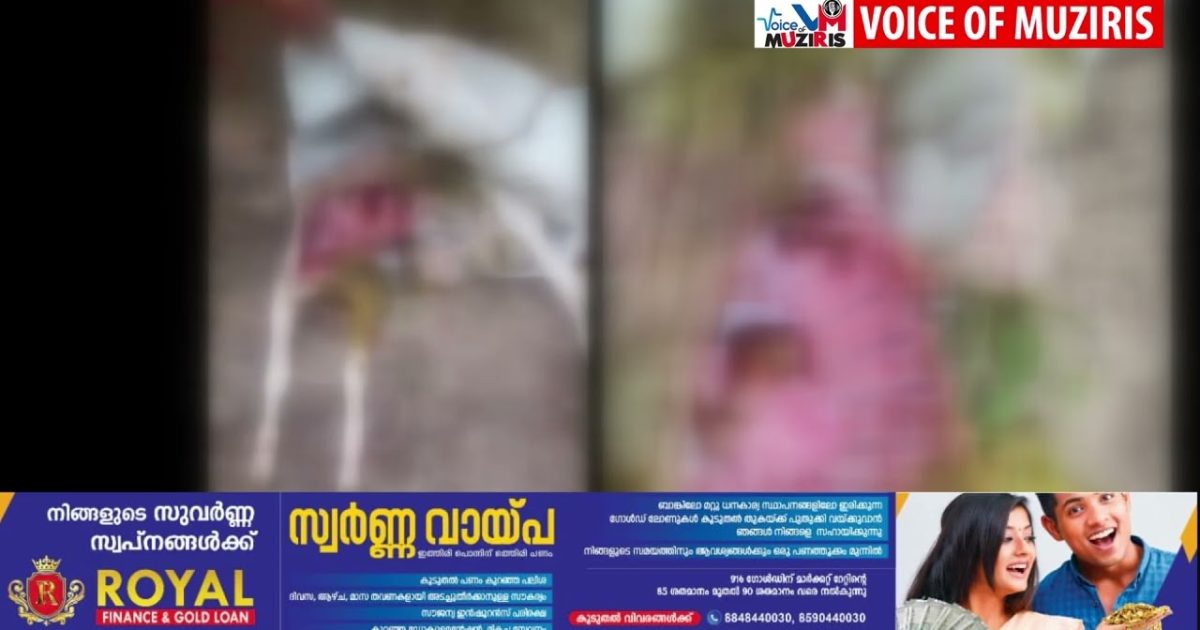 തെരുവ് നായ്ക്കൾ ആടിനെ കടിച്ചു കൊന്നു