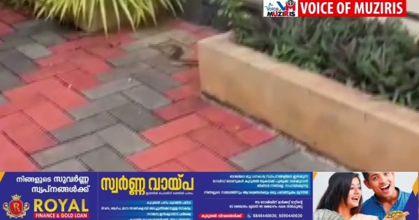 ദേഷ്യക്കാരനായ അണലിയെ പിടികൂടി