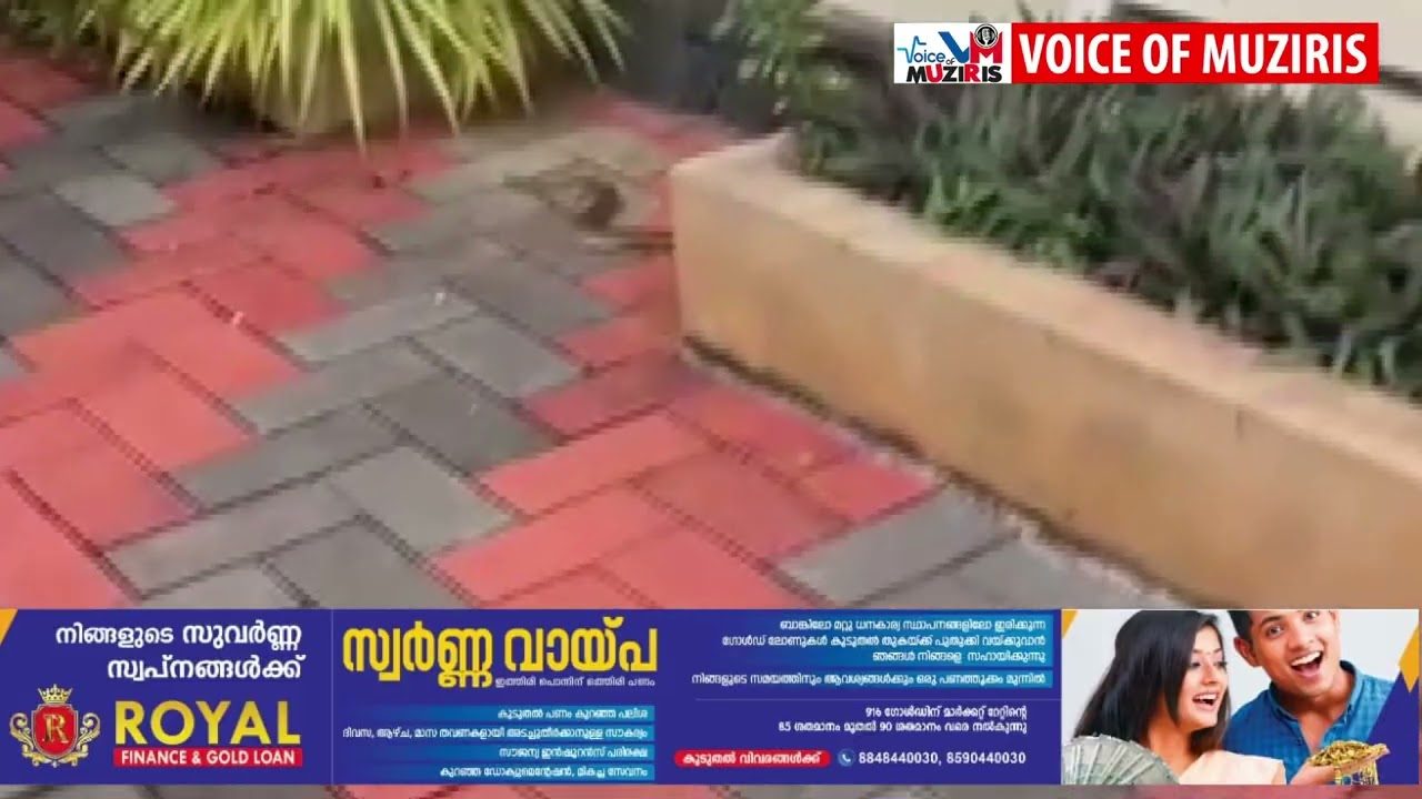 ദേഷ്യക്കാരനായ അണലിയെ പിടികൂടി
