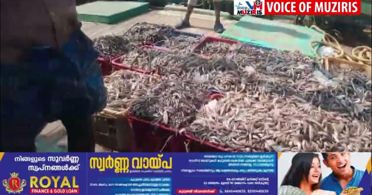 നിരോധിത വലകൾ ഉപയോഗിച്ച് ചെറുമത്സ്യങ്ങളെ പിടിച്ച ബോട്ട് ഫിഷറീസ് മറൈൻ എൻഫോഴ്സ്മെന്റ് അധികൃതർ പിടികൂടി