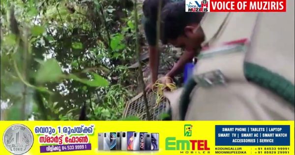 നീർനായ ശല്യം രൂക്ഷമായ മതിലകം പഞ്ചായത്തിലെ കഴുവിലങ്ങ് പ്രദേശത്തെ മത്സ്യകർഷകർക്ക് ആശ്വാസമായി വനംവകുപ്പ് കുളങ്ങളിൽ കൂടുകൾ സ്ഥാപിച്ചു.