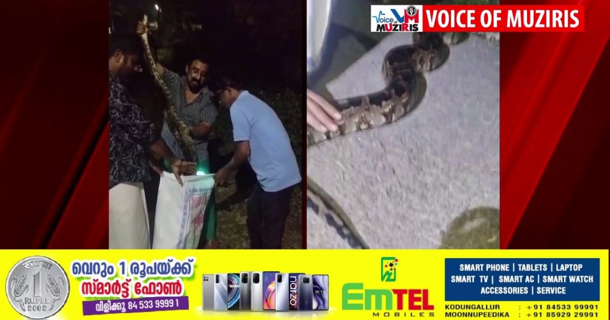 പുല്ലൂറ്റ് പുതിയ പോസ്റ്റ് ഓഫീസിന് സമീപത്തുനിന്ന് പത്തടിയോളം വലിപ്പമുള്ള മലമ്പാമ്പിനെ പിടികൂടി.