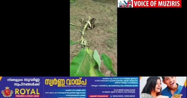 പെരിഞ്ഞനം ഗ്രാമപഞ്ചായത്തിന്റെ വിവിധ പ്രദേശങ്ങളിൽ കാട്ടുപന്നിയുടെ ശല്യം രൂക്ഷമാകുന്നു