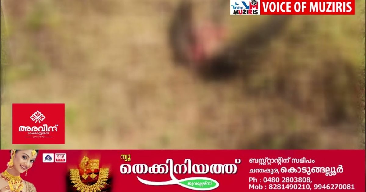 വാഹനം ഇടിച്ച് പരിക്കേറ്റ മയിലിനെ ചത്ത നിലയിൽ കണ്ടെത്തി.