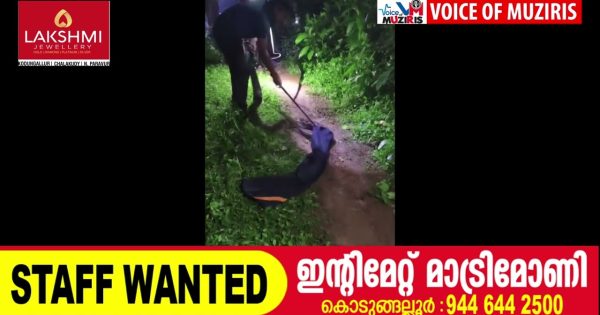 മലമ്പാമ്പിനെ പിടികൂടി