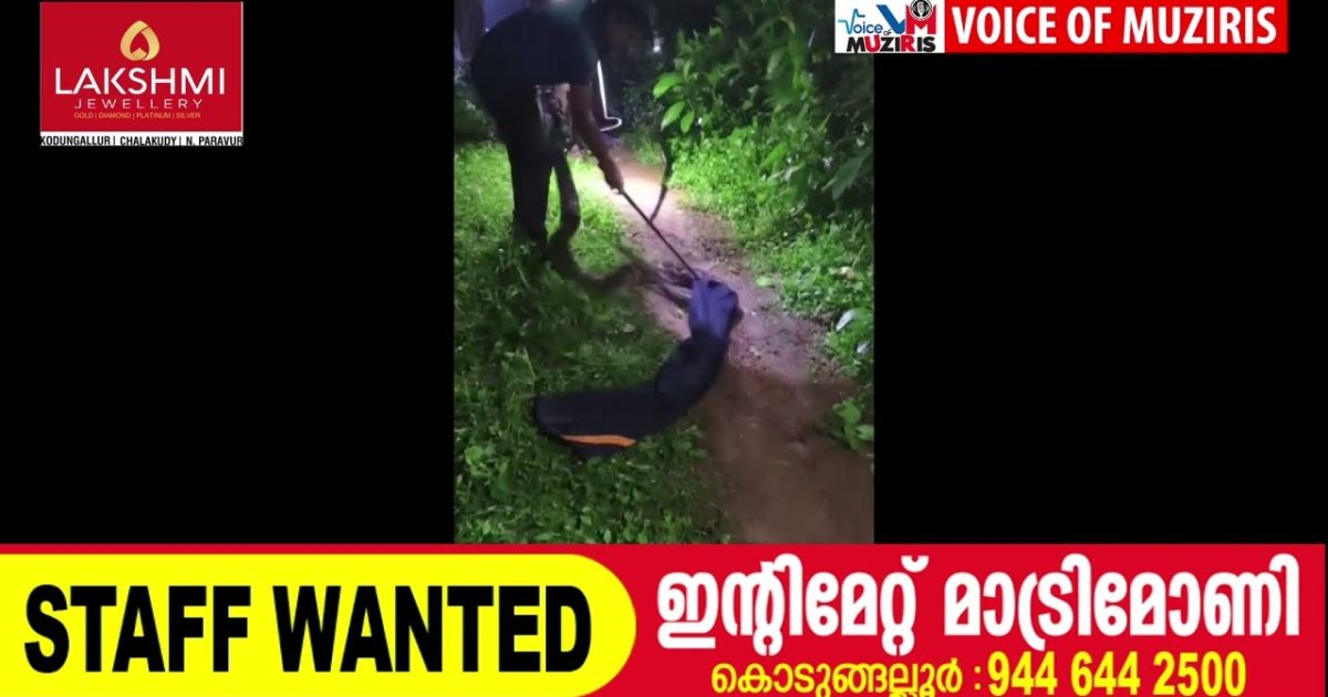 മലമ്പാമ്പിനെ പിടികൂടി