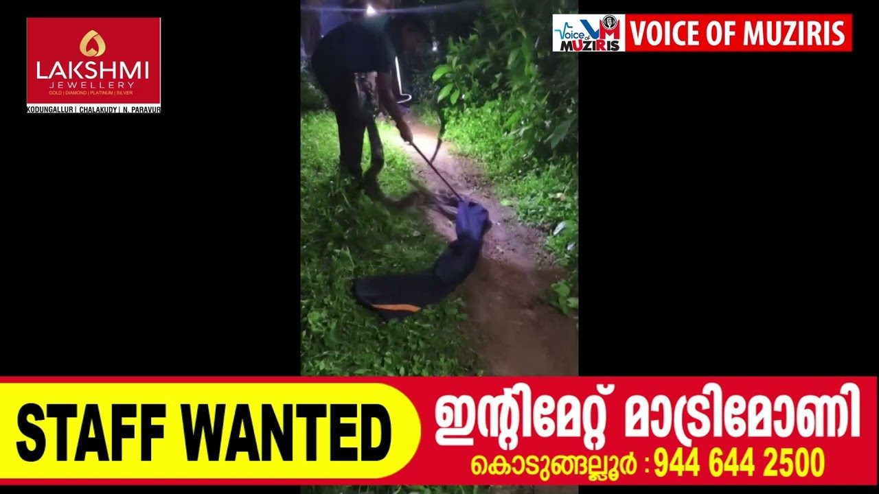 മലമ്പാമ്പിനെ പിടികൂടി