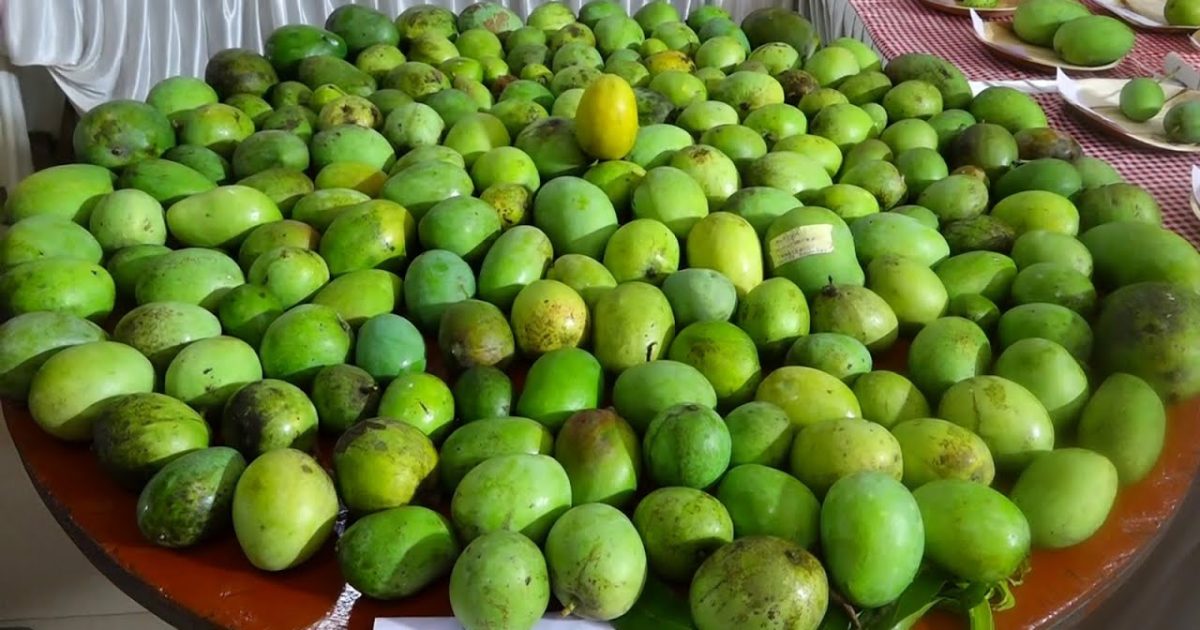 ശ്രീനാരായണപുരം ഗ്രാമ പഞ്ചായത്തിൽ മാമ്പഴ മഹോത്സവത്തിന് തുടക്കമായി.
