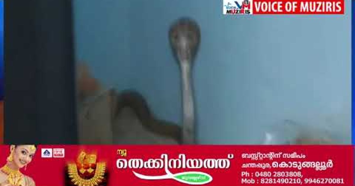 മൂർഖൻ പാമ്പിനെ പിടികൂടി.മൂർഖൻ കയറിയത് ബാങ്ക് ലോക്കറിൽ