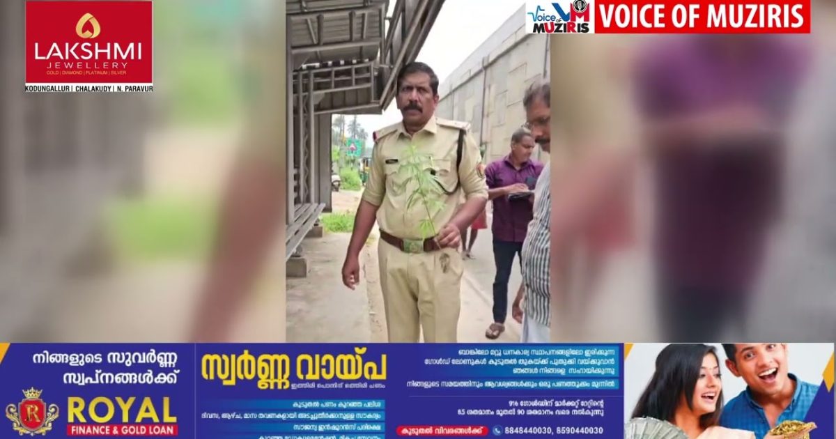 റോഡരികിൽ നിന്ന് കഞ്ചാവ് ചെടി കണ്ടെത്തി.