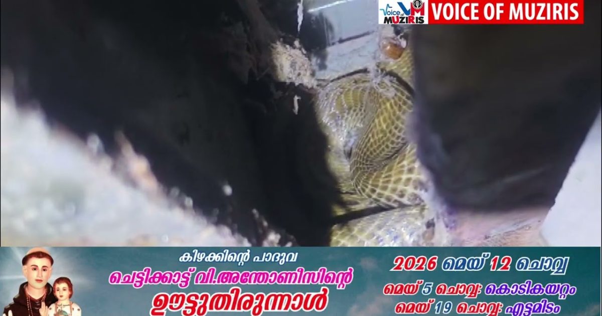 വീടിന്റെ അടുക്കളയിൽ നിന്ന് പുല്ലാനി മൂർ ഖനെ പിടികൂടി
