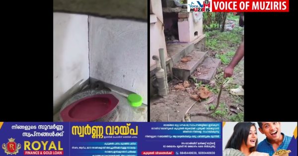 വീടുകളുടെ അടുക്കളയിൽ നിന്നും മൂർഖൻ പാമ്പുകളെ പിടികൂടി