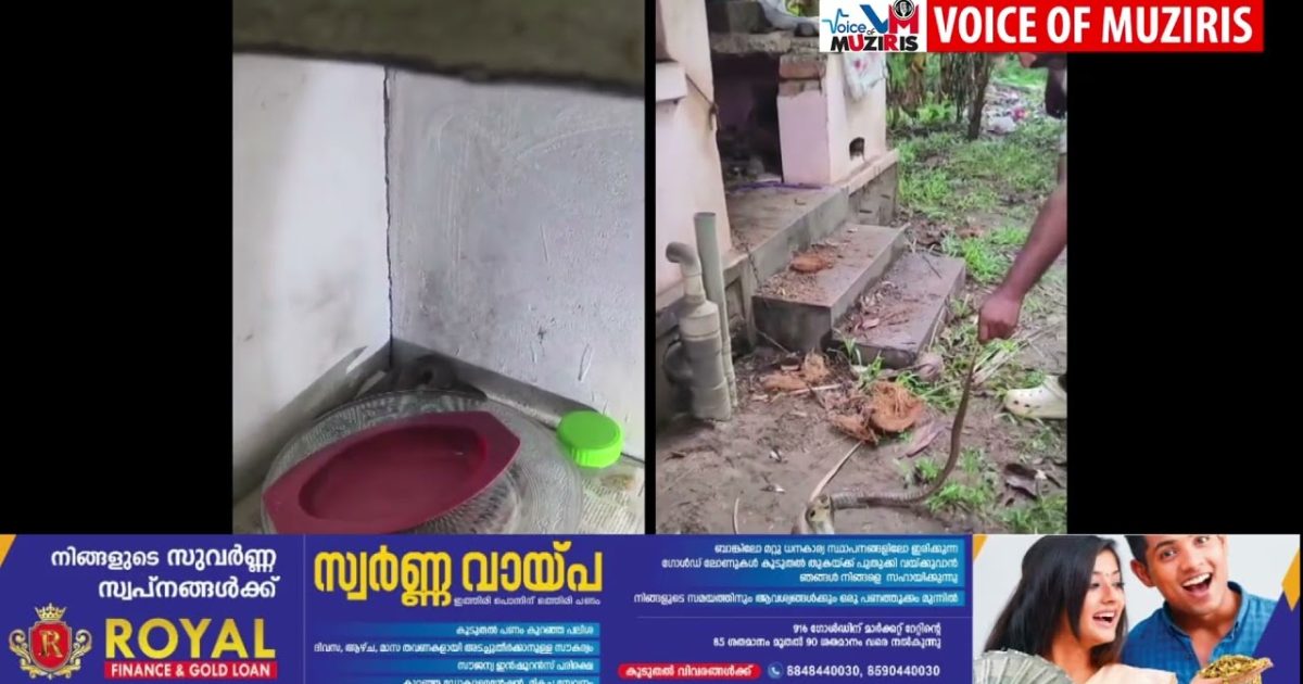 വീടുകളുടെ അടുക്കളയിൽ നിന്നും മൂർഖൻ പാമ്പുകളെ പിടികൂടി