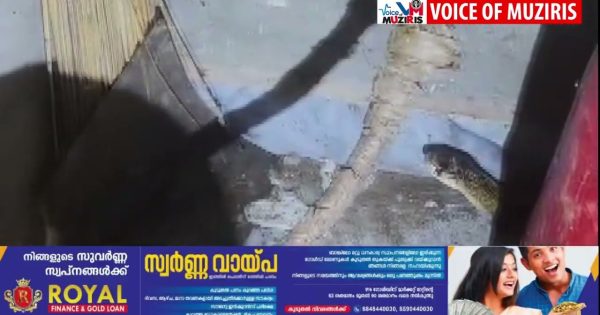 വീട്ടിലെ അടുക്കളയിൽ നിന്ന് പുല്ലാനി മൂർഖനെ പിടികൂടി.