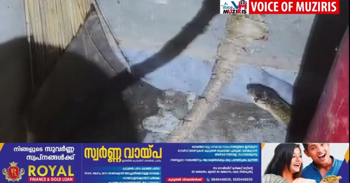 വീട്ടിലെ അടുക്കളയിൽ നിന്ന് പുല്ലാനി മൂർഖനെ പിടികൂടി.