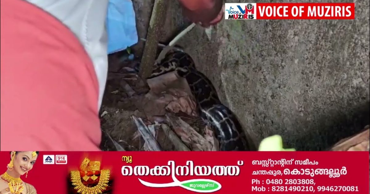 വീട്ടുമുറ്റത്ത് നിന്ന് മലമ്പാമ്പിനെ പിടികൂടി.