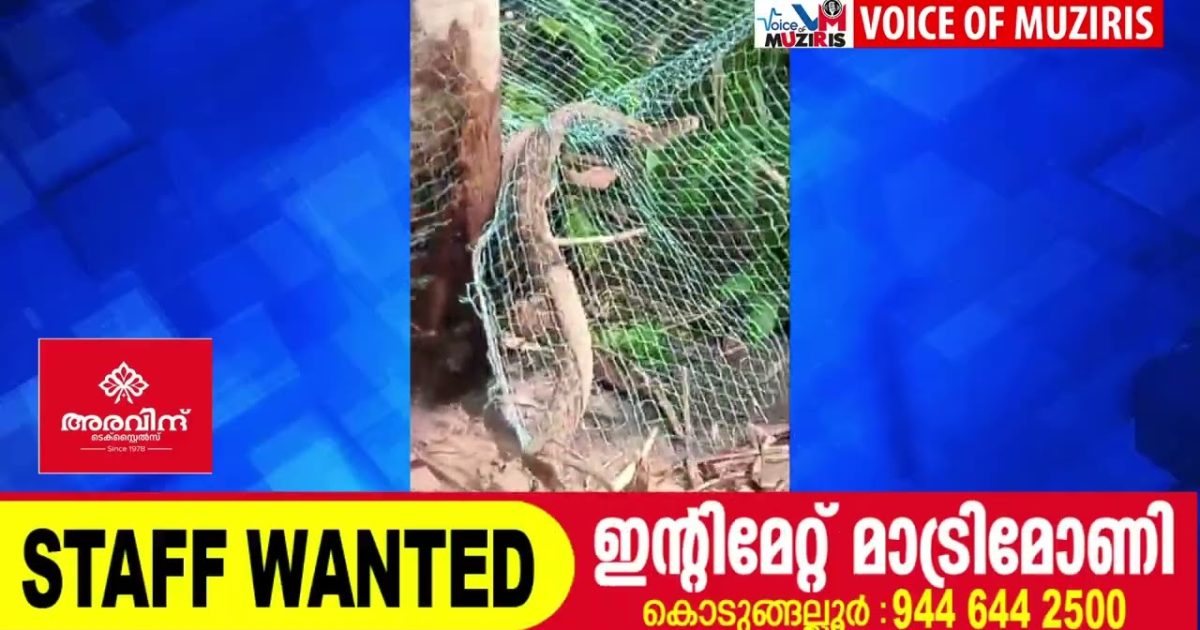 സനേക്ക് റെസ്ക്യൂവറിന് പാമ്പിൻ്റെ കടിയേറ്റു.